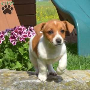 Jack Russell Terrier Puppies For Sale | Greenfield Puppies