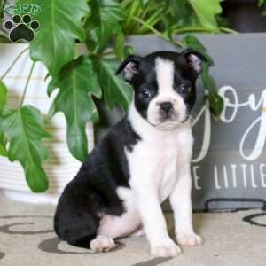 Boston Terrier Puppies For Sale - Greenfield Puppies