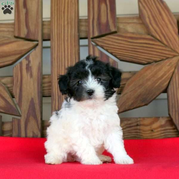 Joey, Toy Poodle Puppy