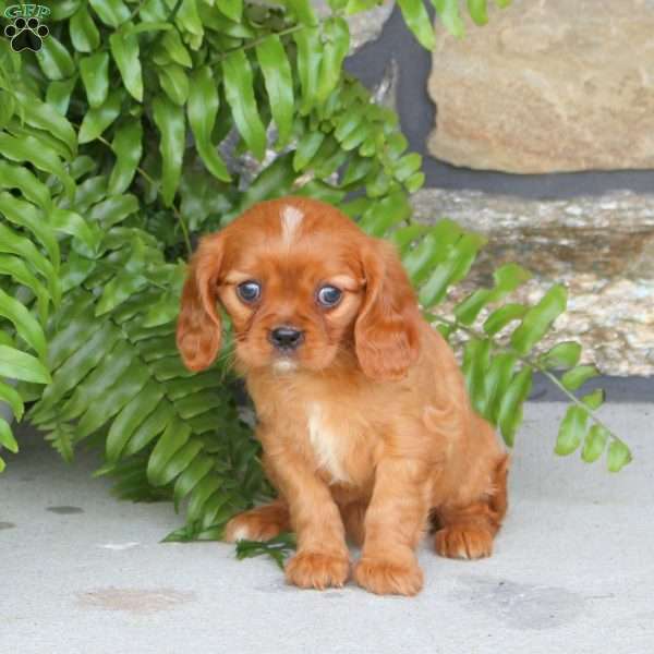 Jonie, Cavalier King Charles Spaniel Puppy