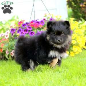 Pomeranian Puppies For Sale - Greenfield Puppies
