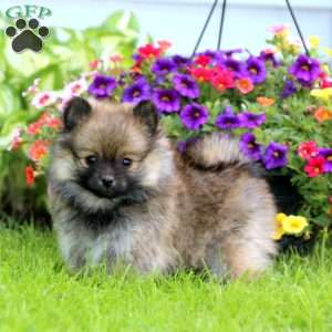 Pomeranian Puppies For Sale - Greenfield Puppies