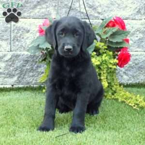 Samuel King - Dog Breeder - Greenfield Puppies