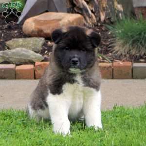 Akita Puppies for Sale - Greenfield Puppies