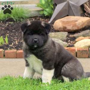 Akita Puppies for Sale - Greenfield Puppies