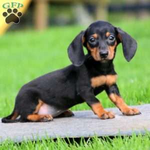 Dachshund Puppies For Sale - Greenfield Puppies