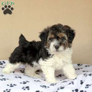 Miniature Poodle Mix Puppies For Sale | Greenfield Puppies