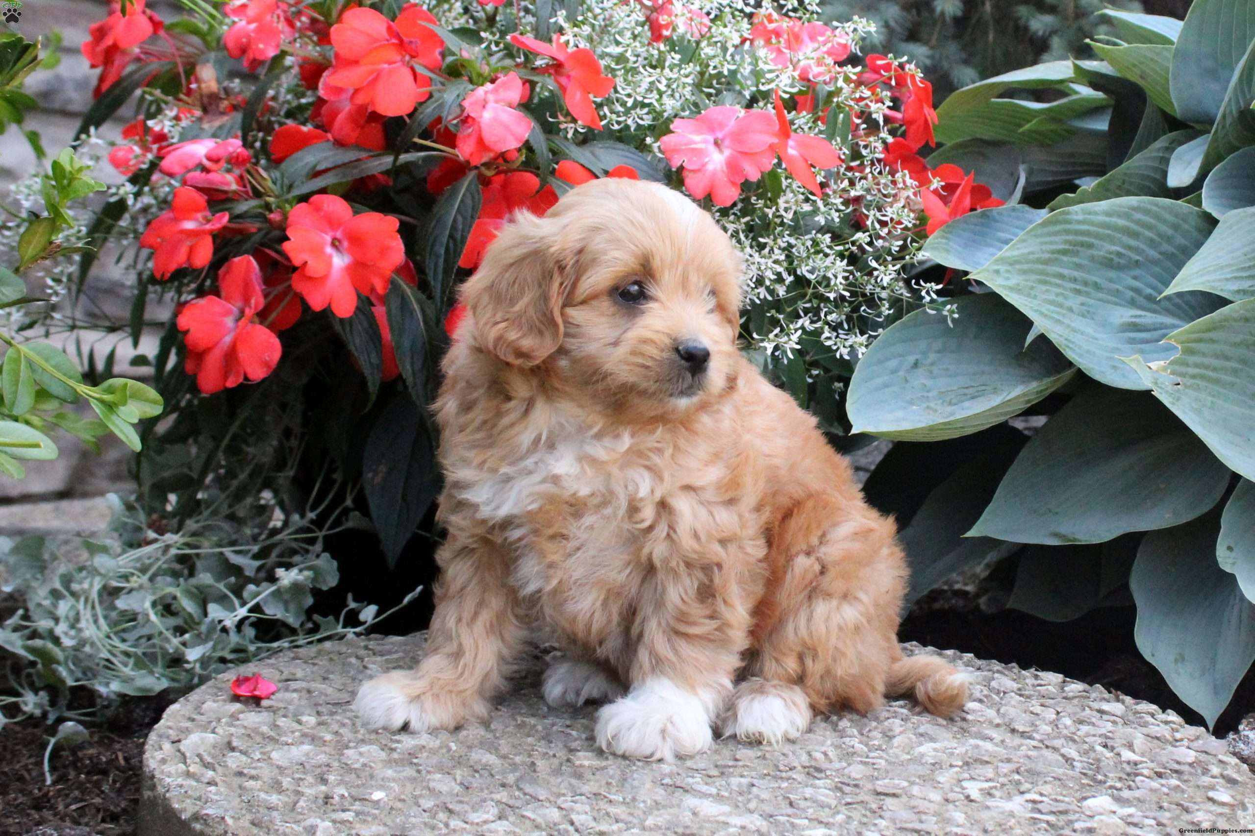 Latte Peekapoo Puppy For Sale in Pennsylvania