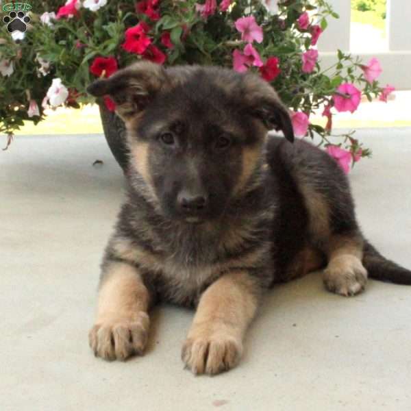 Ledger, German Shepherd Puppy