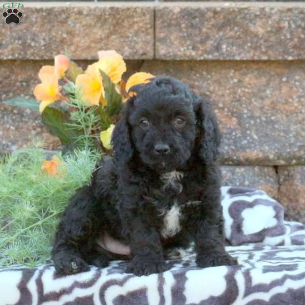 Leo, Cavapoo Puppy
