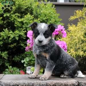 Blue Heeler Puppies For Sale - Greenfield Puppies