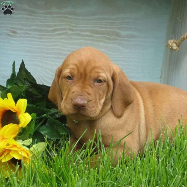 Mia, Vizsla Puppy