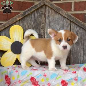 Jack Russell Mix Puppies For Sale | Greenfield Puppies