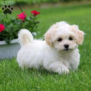 Teddy Bear Puppies for Sale - Greenfield Puppies