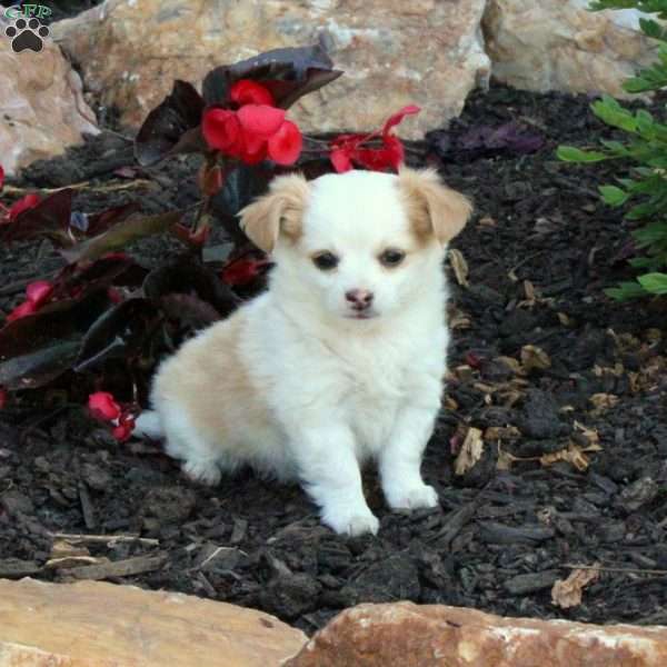 Milo, Chihuahua Puppy