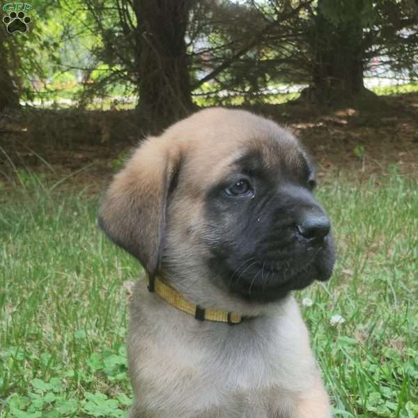 Nacho, English Mastiff Puppy