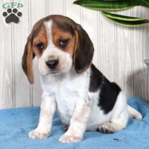 Beagle Puppies For Sale | Greenfield Puppies