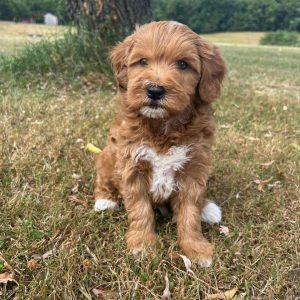 Nova Scotia Duck Tolling Retriever Mix