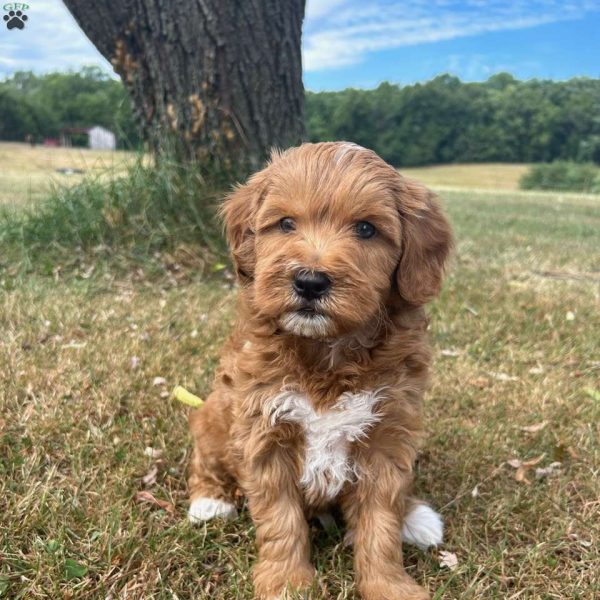 Nova Scotia Duck Tolling Retriever Mix