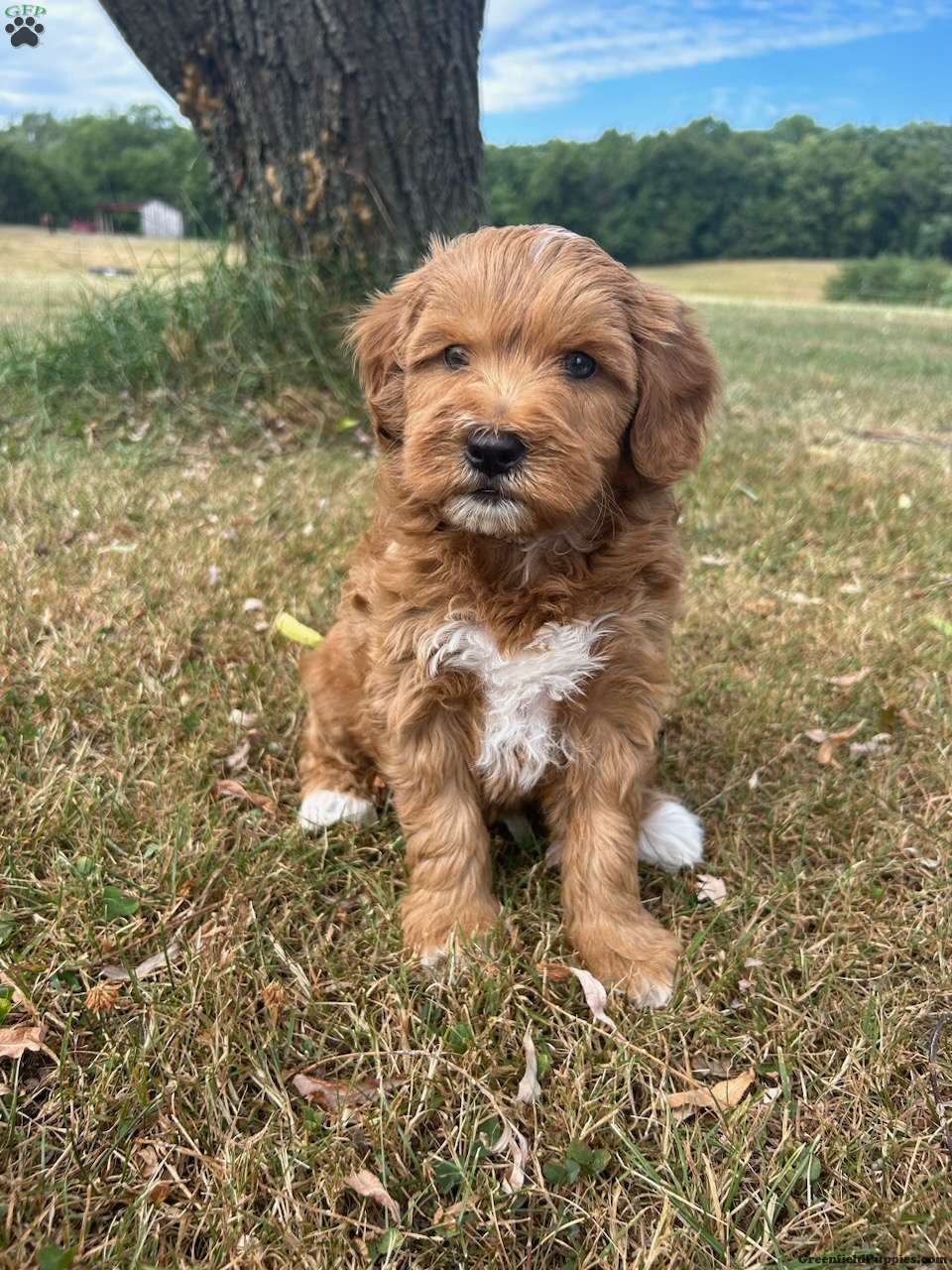 Nova Scotia Duck Tolling Retriever Mix Puppies for Sale