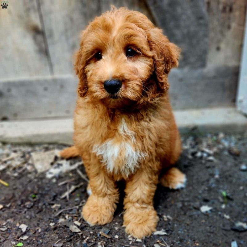 Nova Scotia Duck Tolling Retriever Pudel Mix Nova Scotia Duck Tolling Retriever Mix Puppies for Sale