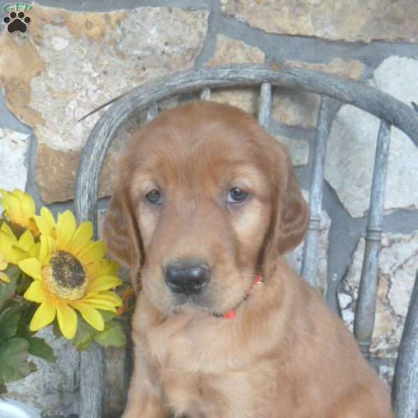 Joleen, Golden Irish Puppy