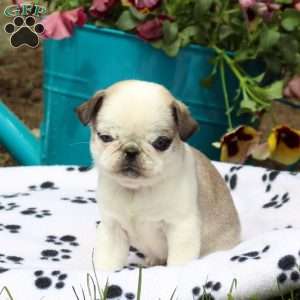 Pug Puppies For Sale | Greenfield Puppies