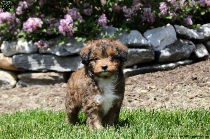 Poppy - Sheltidoodle Puppy For Sale in Pennsylvania