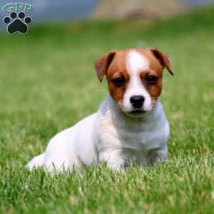 Jack Russell Terrier Puppies For Sale - Greenfield Puppies