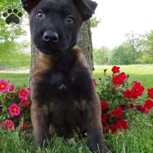 Belgian Malinois Puppies for Sale | Greenfield Puppies