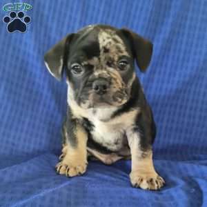 French Bulldog Mix Puppies For Sale | Greenfield Puppies