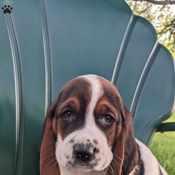 Richard, Basset Hound Puppy