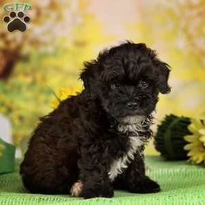 Miniature Poodle Mix Puppies For Sale | Greenfield Puppies