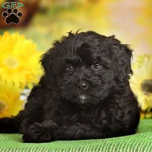 Havanese Mix Puppies For Sale | Greenfield Puppies