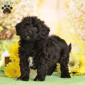 Miniature Poodle Mix Puppies For Sale | Greenfield Puppies