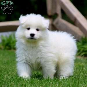 Samoyed Puppies For Sale - Greenfield Puppies