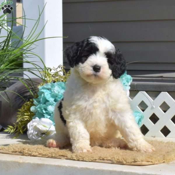 Sally, Miniature Poodle Mix Puppy