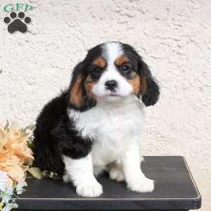 Miniature Bernese Mountain Dog Puppies for Sale | Greenfield Puppies