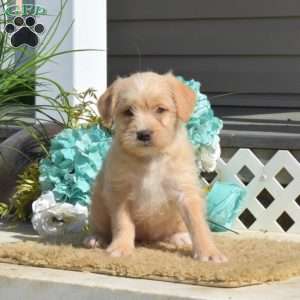 Miniature Poodle Mix Puppies For Sale | Greenfield Puppies