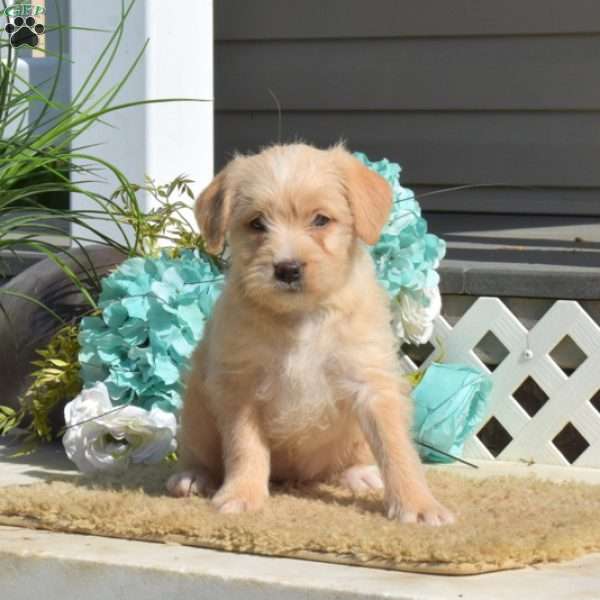 Sandy, Miniature Poodle Mix Puppy