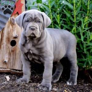 Cane Corso Puppies For Sale | Greenfield Puppies