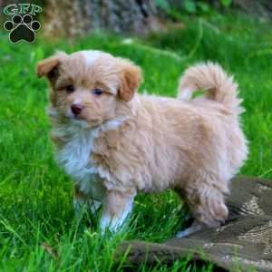 Pomapoo Puppies For Sale | Greenfield Puppies