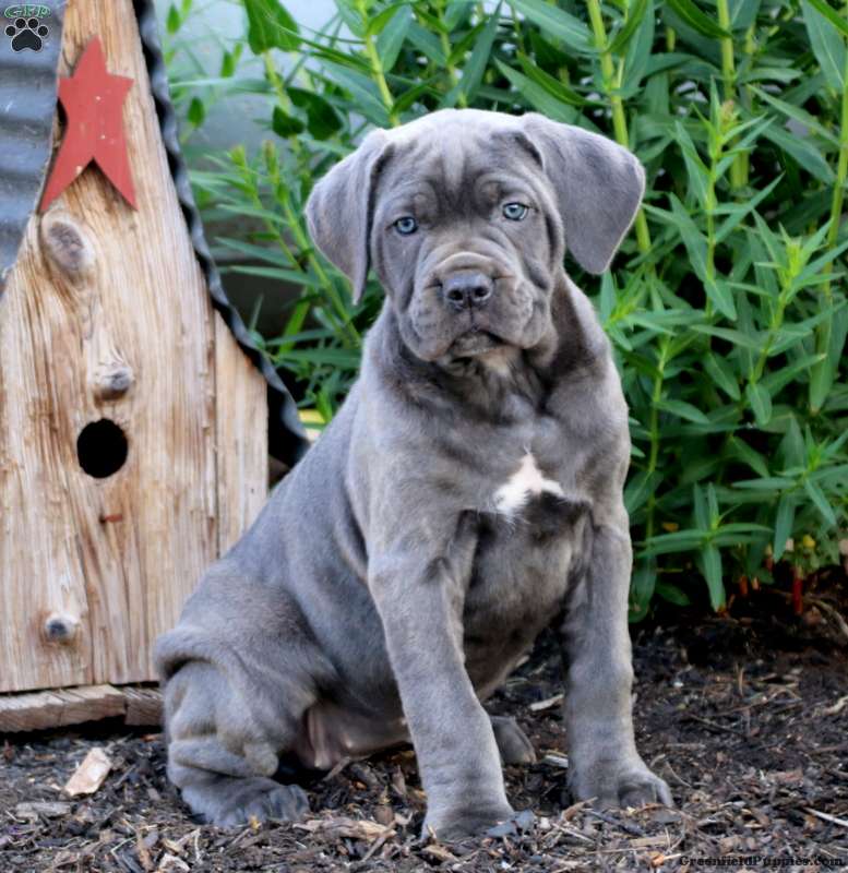 Splash Cane Corso Puppy For Sale in Pennsylvania