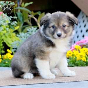 Stella, Australian Shepherd Puppy