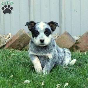 Blue Heeler Puppies For Sale - Greenfield Puppies