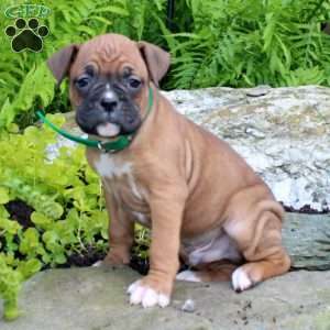 Boxer Puppies For Sale - Greenfield Puppies