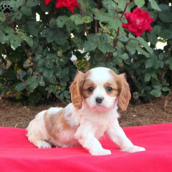 Trevor, Cavalier King Charles Spaniel Puppy