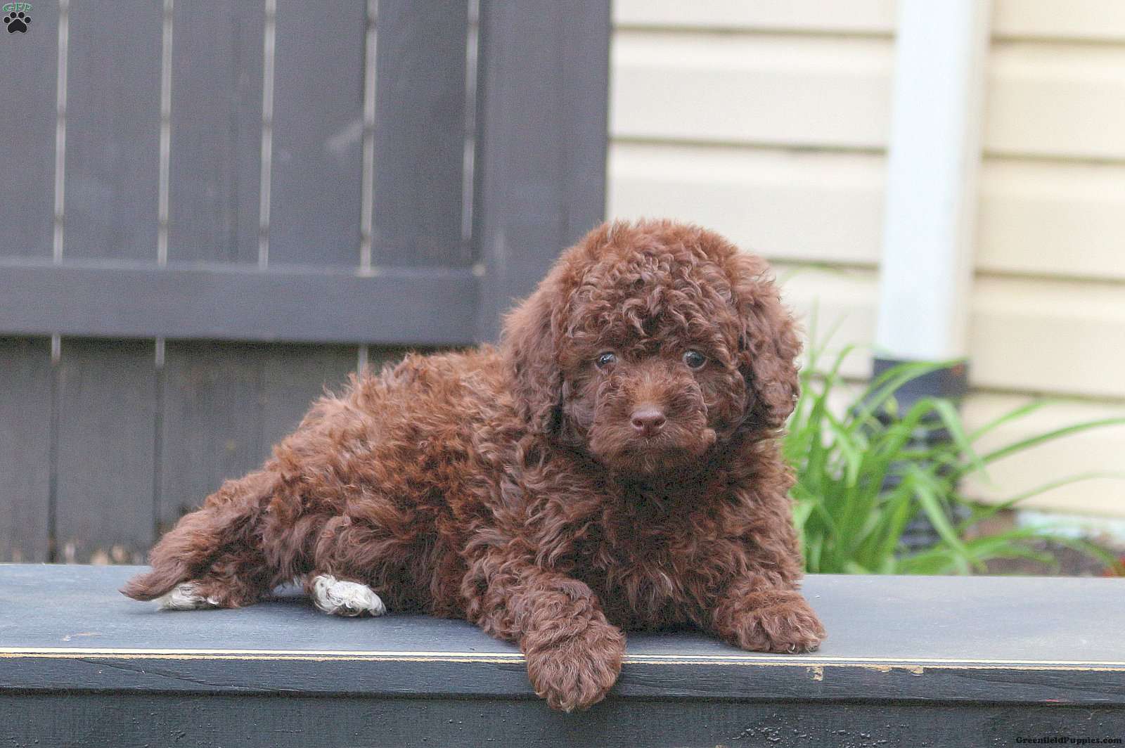 chocolate goldendoodle puppy