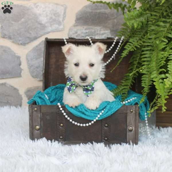 Vance, West Highland Terrier Puppy
