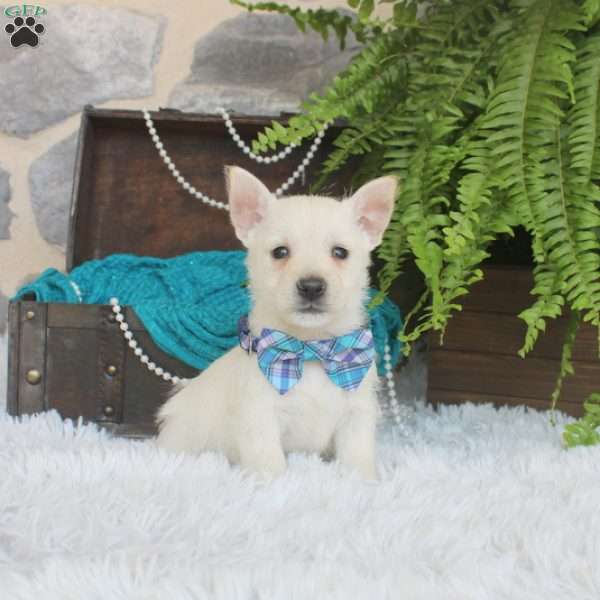 Vernon, West Highland Terrier Puppy